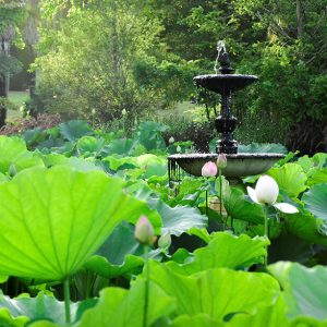 Trail – Discover Sydney Botanic