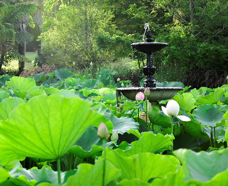 Trail – Discover Sydney Botanic